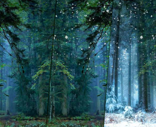 every season Siberian larch is green